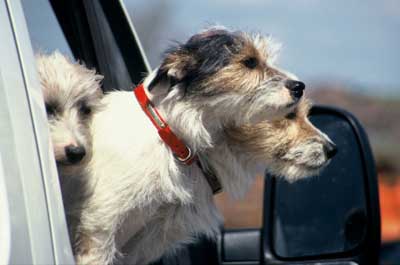 Travelling With Your Pets.asp