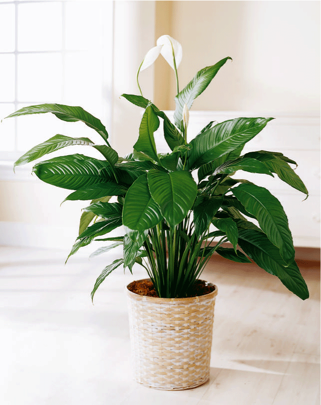 Big Peace Lily Plant