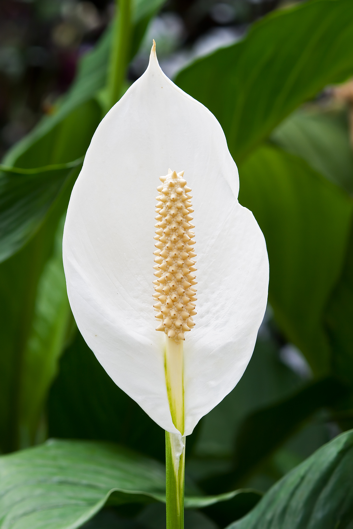 Big Peace Lily Plant