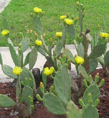 Edible Cactus Fruit Florida
