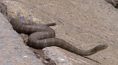 Northern Virginia Snakes