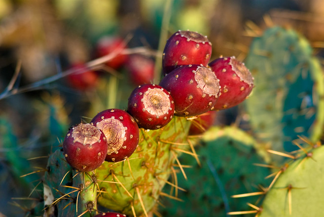 Tuna Cactus Fruit Benefits
