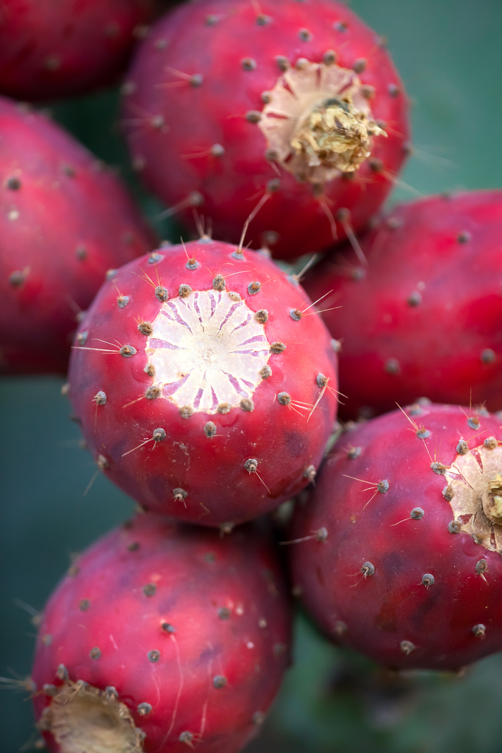 Tuna Cactus Fruit Benefits